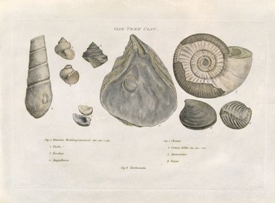 Oak Tree Clay Fossils, Illustration from 
